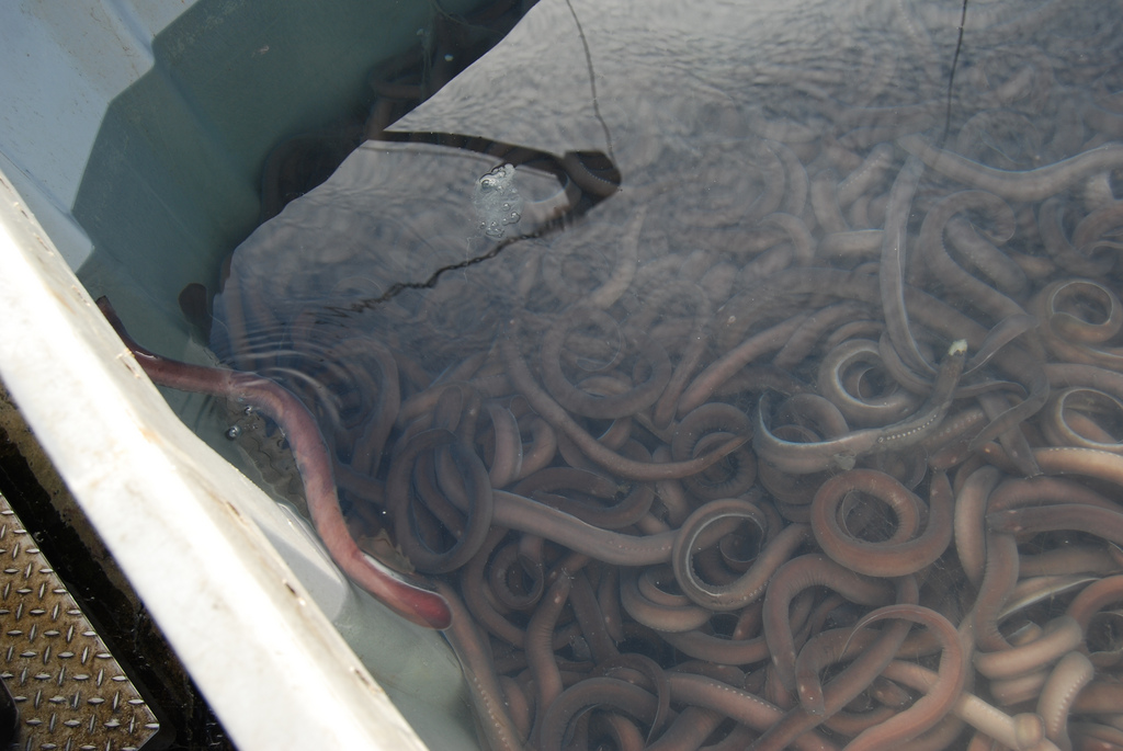 Slime Eel Massacre Caused by Washington Mans Boat Accident, Lawsuit Says